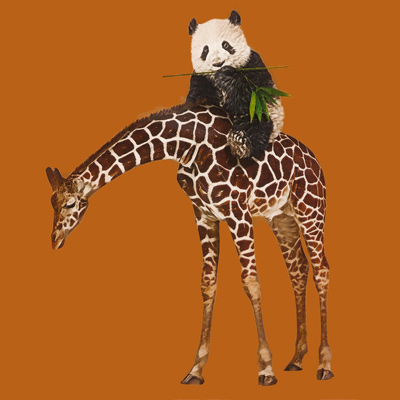 BANDIPANDA