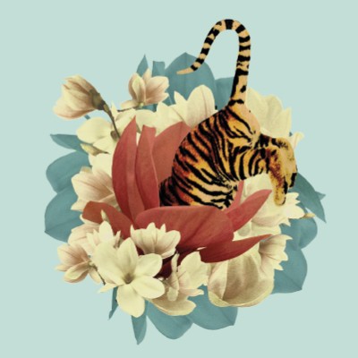 TIGER FLOWER