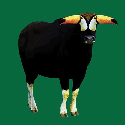 TOROTOUCAN